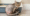 Cat Litter Allergy Hair Loss