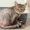 Cat Litter Allergy Hair Loss
