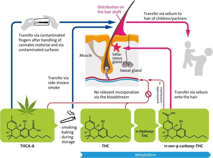 Weed and Hair Loss