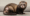 Hair Loss on Ferrets Tail