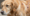 Mites Ringworm Dog Hair Loss Mange