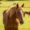 Hair Loss (Alopecia) in Horses:Effective Treatment