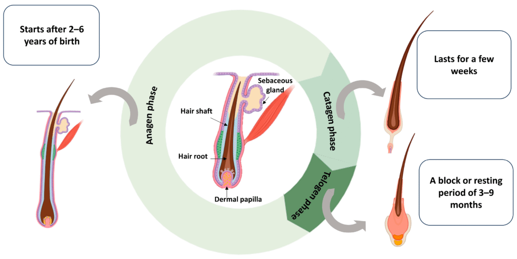 FOLFOX and Hair Loss