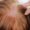 Can Highlighting Hair Cause Hair Loss