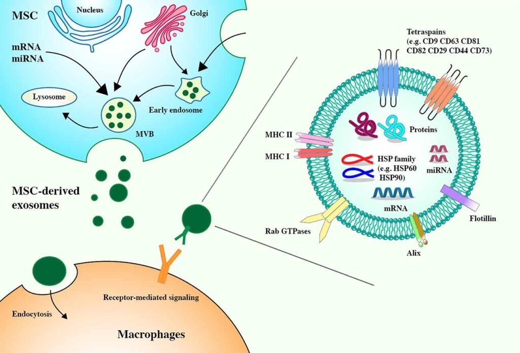 Are Exosomes Stem Cells