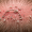 Can Lice Cause Hair Loss?