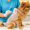 Pomeranian Hair Loss Treatment